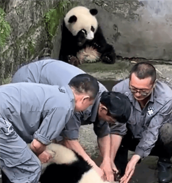 是个大工程！大熊猫洗澡两个半人摁半个负责洗：旁边一只在看戏 ！-图3