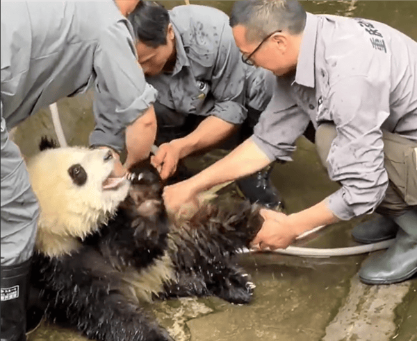 是个大工程！大熊猫洗澡两个半人摁半个负责洗：旁边一只在看戏 ！-图1