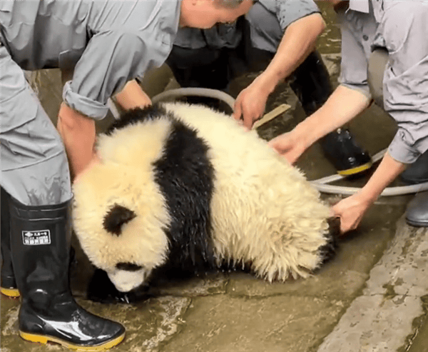 是个大工程！大熊猫洗澡两个半人摁半个负责洗：旁边一只在看戏 ！-图2