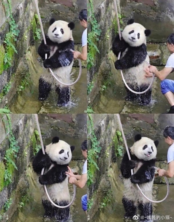 是个大工程！大熊猫洗澡两个半人摁半个负责洗：旁边一只在看戏 ！-图4