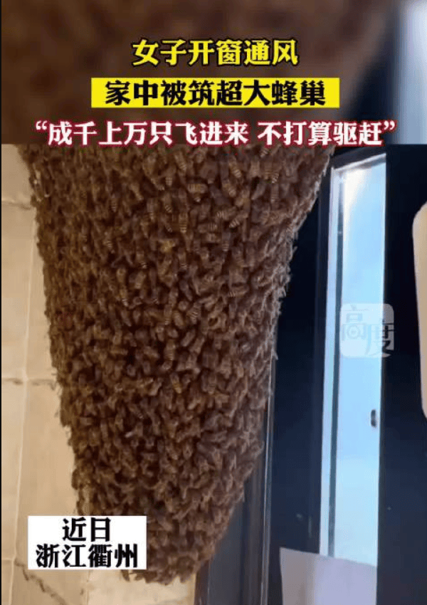 女子家中进蜜蜂 半小时被筑超大蜂巢：觉得挺有意思的，暂时也不打算驱赶 ！-图1