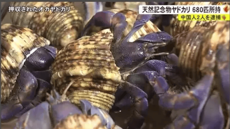 中国夫妇日本旅游抓683只蟹被捕：坚称是为了食用，并不知道抓寄居蟹是违法行为 ！-图1