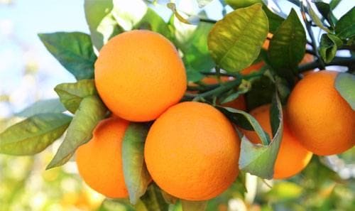 没有熟的脐橙可以吃,橙子没有熟透就摘了怎么变甜图3