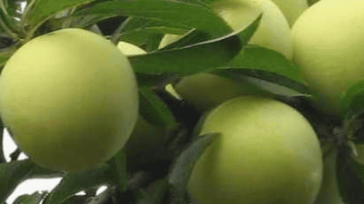 油桃和李子有什么区别,油桃和李子一起吃会怎么样图3