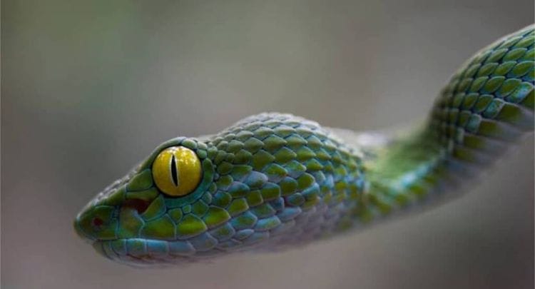 蛇的眼睛是什么颜色的,蛇有眼睛图4