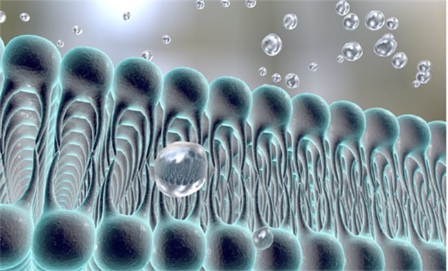 ​细胞膜的主要成分 细胞膜由什么组成
