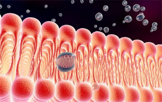 ​细胞膜的主要成分 细胞膜由什么组成