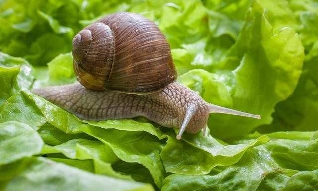 菜地里的蜗牛怎么除掉：小菜园里的蜗牛和鼻涕虫都有负趋光性图1