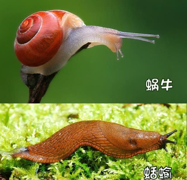 菜地里的蜗牛怎么除掉：小菜园里的蜗牛和鼻涕虫都有负趋光性图3