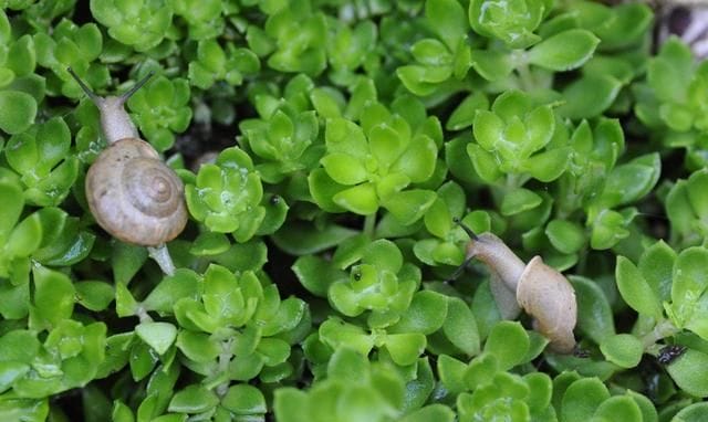 菜地里的蜗牛怎么除掉：小菜园里的蜗牛和鼻涕虫都有负趋光性图4