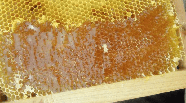 纯蜂蜜是什么样的,什么样的蜂蜜是纯蜂蜜图3