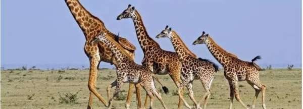 长颈鹿属于鹿类是否正确,长颈鹿属于鹿类这种说法是否正确图1