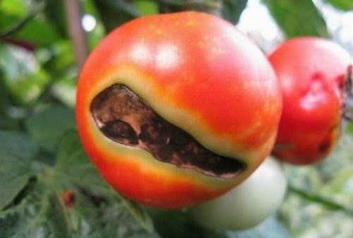 西红柿烂果怎么办图2
