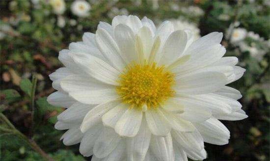 白色菊花寓意着什么,白菊花的花语和寓意图4
