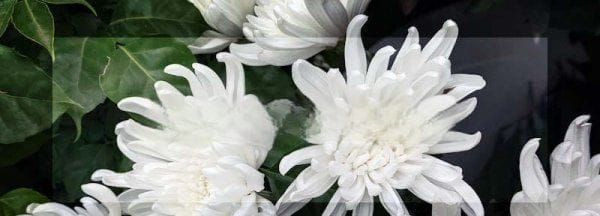 白色菊花寓意着什么,白菊花的花语和寓意图5