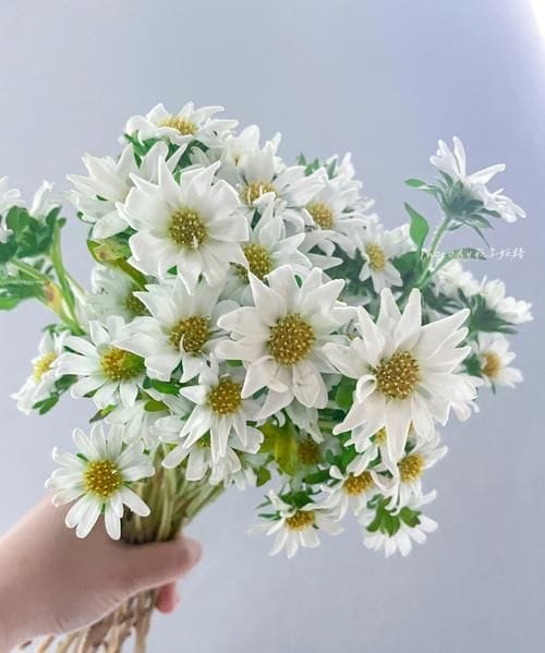 白色菊花寓意着什么,白菊花的花语和寓意图7