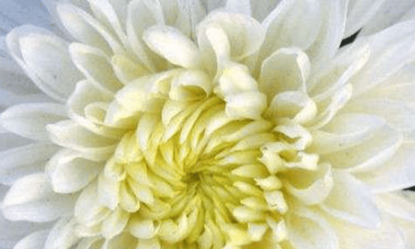 白色菊花寓意着什么,白菊花的花语和寓意图8