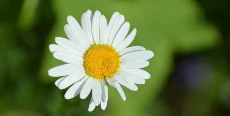 白色菊花寓意着什么,白菊花的花语和寓意图9