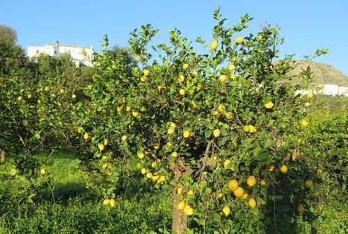 柠檬的功效和作用 柠檬树下啥意思图1