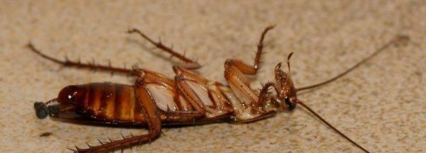 蟑螂需要冬眠,家里一旦有了蟑螂是不是根治不了图1