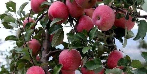 苹果树的种植(苹果花有红色的吗？)图3
