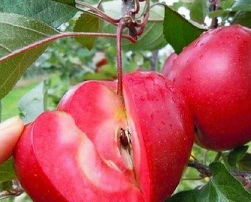 苹果树的种植(苹果花有红色的吗？)图7