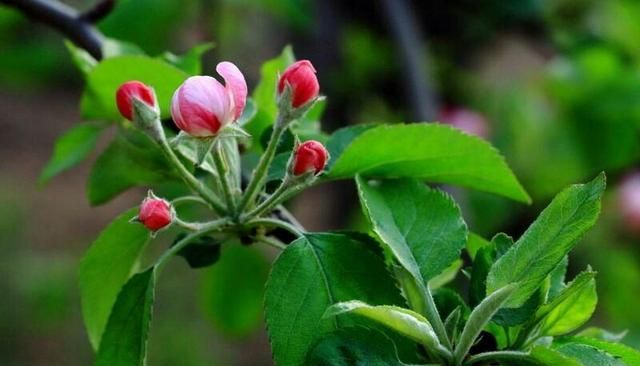 苹果树的种植(苹果花有红色的吗？)图8