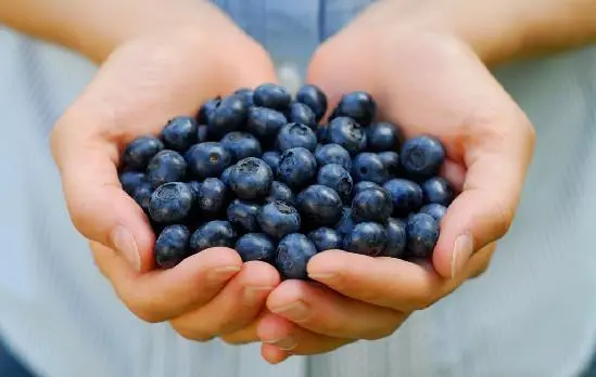 蓝莓可以和苹果榨汁吗 蓝莓可以和什么一起榨汁-