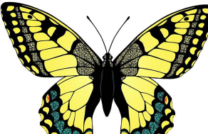 蝴蝶上的彩粉是什么,蝴蝶身上的彩粉是什么图2