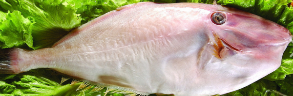 扒皮鱼为什么没有头,一种长相特别的深海鱼叫什么图13