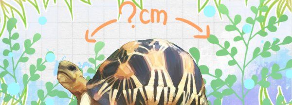 辐射龟是什么品种,陆龟辐射跟佛箱区别是什么图3
