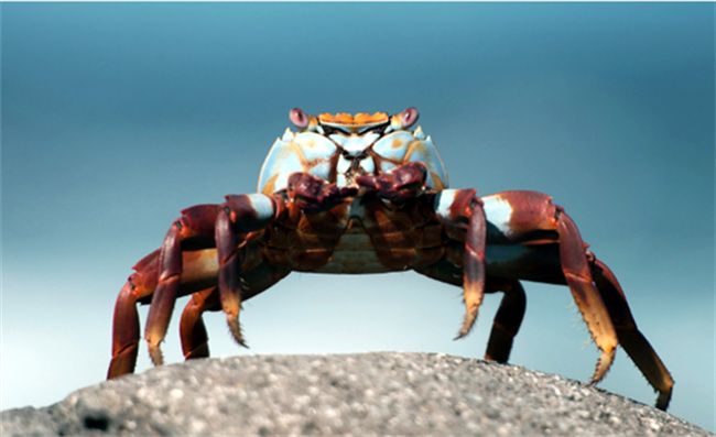 ​什么季节吃螃蟹最肥 几月份吃螃蟹最肥美