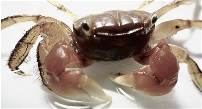 ​什么季节吃螃蟹最肥 几月份吃螃蟹最肥美
