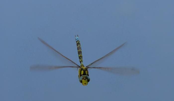 蜻蜓与直升机的关系,直升机是根据什么动物发明的作文图4