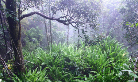 滴水尖还是储水尖,热带雨林中的很多植物叶片上有个很特别的地方尾巴图1