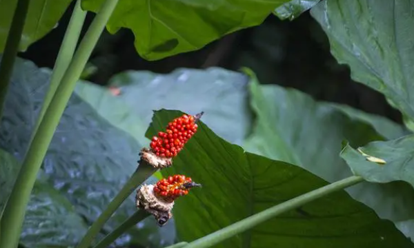 滴水尖还是储水尖,热带雨林中的很多植物叶片上有个很特别的地方尾巴图2
