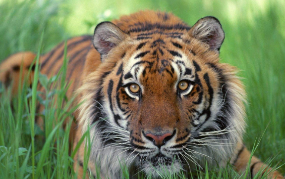 老虎的辨味方法有哪些,老虎的生活特性和特点是什么图2