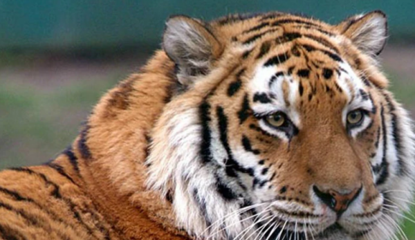 老虎的辨味方法有哪些,老虎的生活特性和特点是什么图3