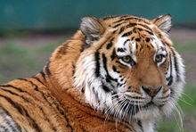 老虎的辨味方法有哪些,老虎的生活特性和特点是什么图4