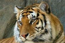 老虎的辨味方法有哪些,老虎的生活特性和特点是什么图5