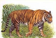 老虎的辨味方法有哪些,老虎的生活特性和特点是什么图6