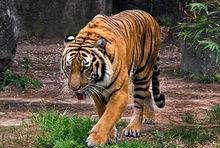 老虎的辨味方法有哪些,老虎的生活特性和特点是什么图7