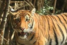 老虎的辨味方法有哪些,老虎的生活特性和特点是什么图8