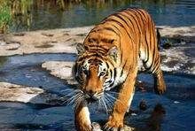 老虎的辨味方法有哪些,老虎的生活特性和特点是什么图9