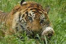 老虎的辨味方法有哪些,老虎的生活特性和特点是什么图10