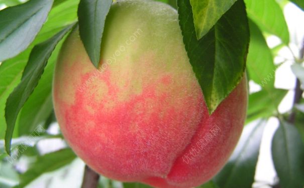 水蜜桃是什么季节的水果？水蜜桃什么时候成熟？(4)