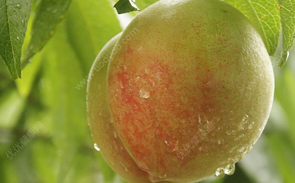 水蜜桃是什么季节的水果？水蜜桃什么时候成熟？(3)