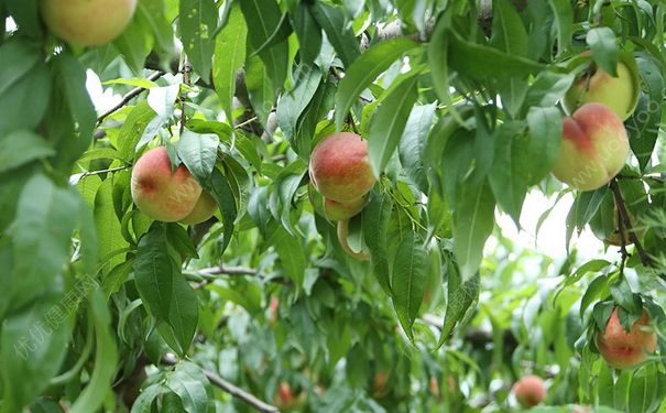 水蜜桃是什么季节的水果？水蜜桃什么时候成熟？(1)