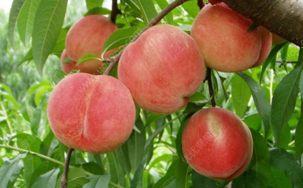 水蜜桃是什么季节的水果？水蜜桃什么时候成熟？(2)