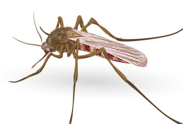 蚊子咬的红点多久会退 被蚊子咬后的处理